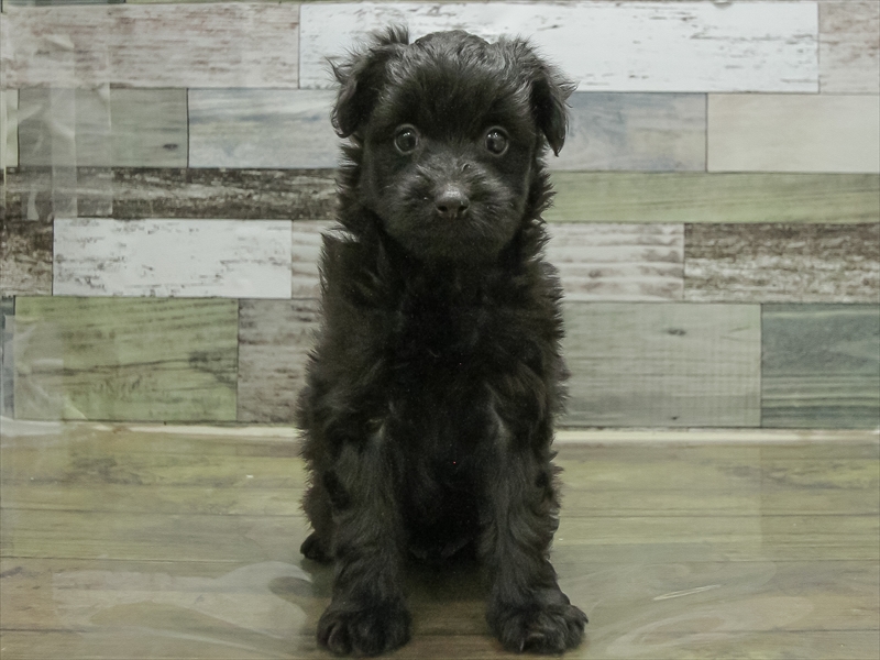 愛知県のポメプー(ポメラニアン×プードル) (ワンラブ名古屋守山インター総本店/2025年10月19日生まれ/男の子/ブラック)の子犬の3枚目の画像