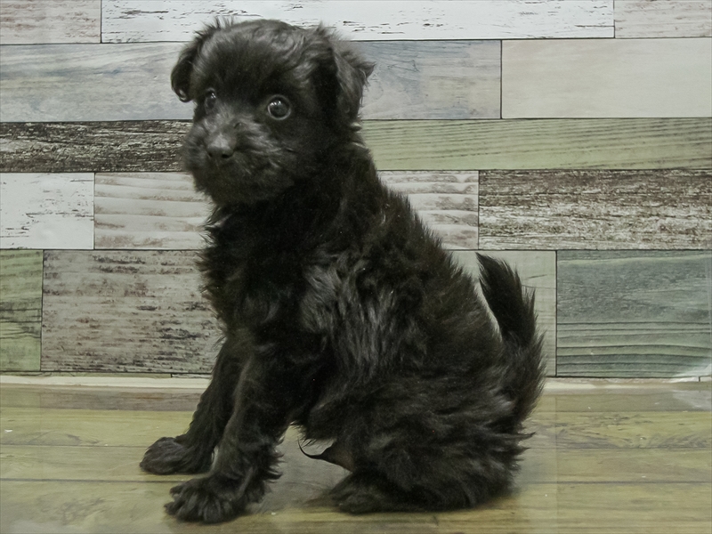 愛知県のポメプー(ポメラニアン×プードル) (ワンラブ名古屋守山インター総本店/2025年10月19日生まれ/男の子/ブラック)の子犬の2枚目の画像