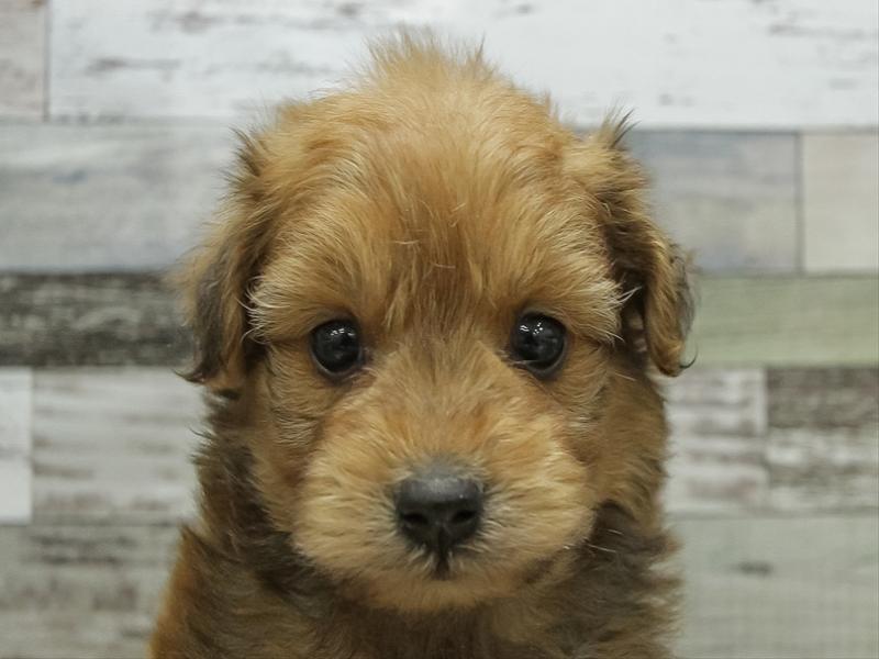 愛知県のポメプー(ポメラニアン×プードル) (ワンラブ名古屋守山インター総本店/2025年10月19日生まれ/男の子/レッド)の子犬の1枚目の画像