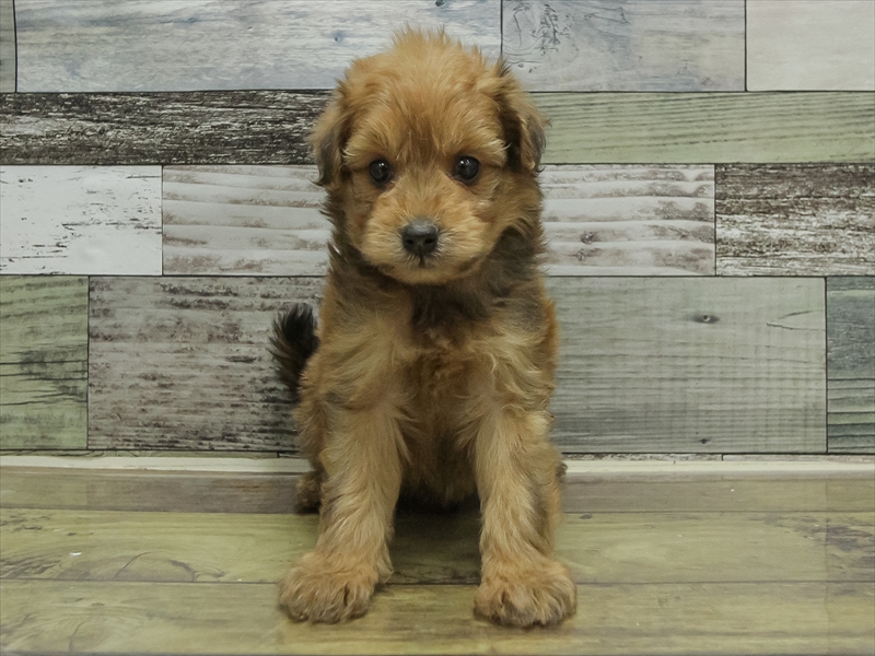 愛知県のポメプー(ポメラニアン×プードル) (ワンラブ名古屋守山インター総本店/2025年10月19日生まれ/男の子/レッド)の子犬の3枚目の画像