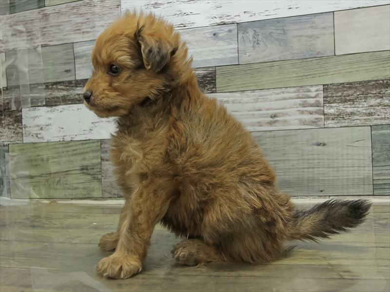 愛知県のポメプー(ポメラニアン×プードル) (ワンラブ名古屋守山インター総本店/2025年10月19日生まれ/男の子/レッド)の子犬の2枚目の画像