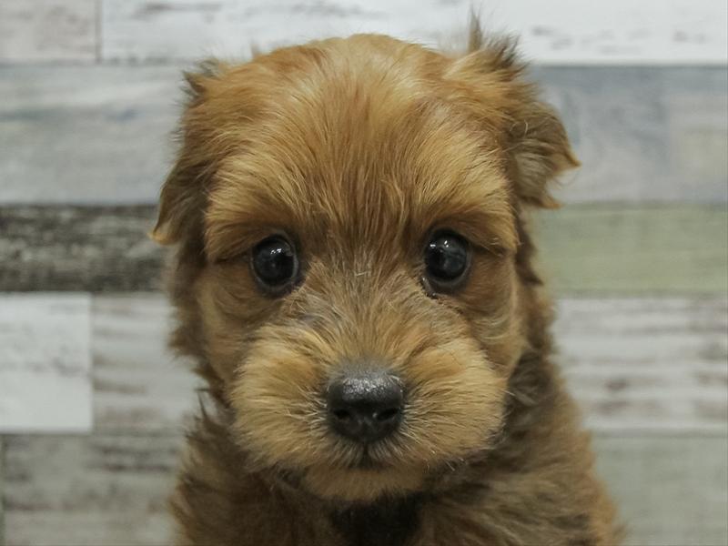 愛知県のポメプー(ポメラニアン×プードル) (ワンラブ名古屋守山インター総本店/2025年10月19日生まれ/男の子/レッド)の子犬の1枚目の画像