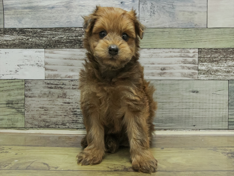 愛知県のポメプー(ポメラニアン×プードル) (ワンラブ名古屋守山インター総本店/2025年10月19日生まれ/男の子/レッド)の子犬の3枚目の画像