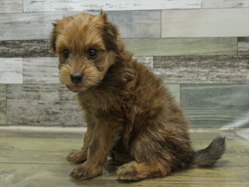 愛知県のポメプー(ポメラニアン×プードル) (ワンラブ名古屋守山インター総本店/2025年10月19日生まれ/男の子/レッド)の子犬の2枚目の画像