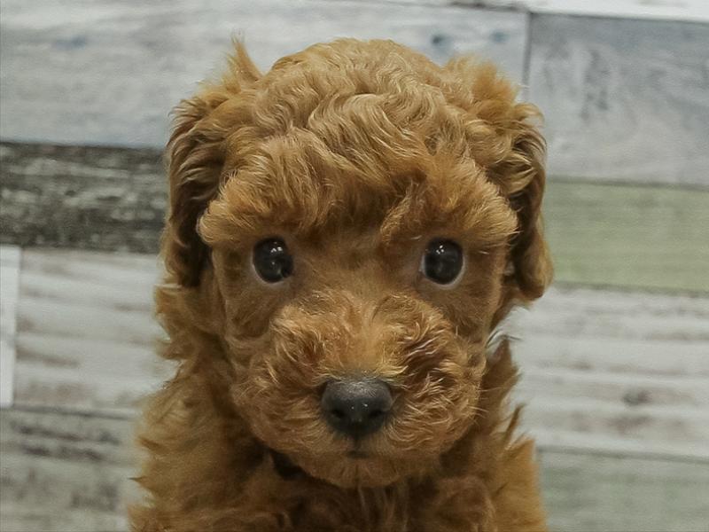 愛知県のトイプードル(トイ) (ワンラブ名古屋守山インター総本店/2025年10月19日生まれ/女の子/レッド)の子犬の1枚目の画像