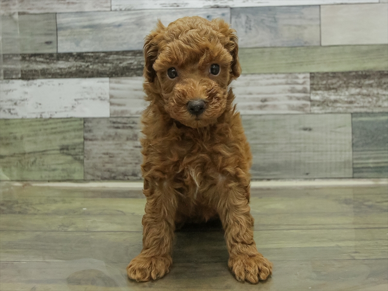 愛知県のトイプードル(トイ) (ワンラブ名古屋守山インター総本店/2025年10月19日生まれ/女の子/レッド)の子犬の3枚目の画像