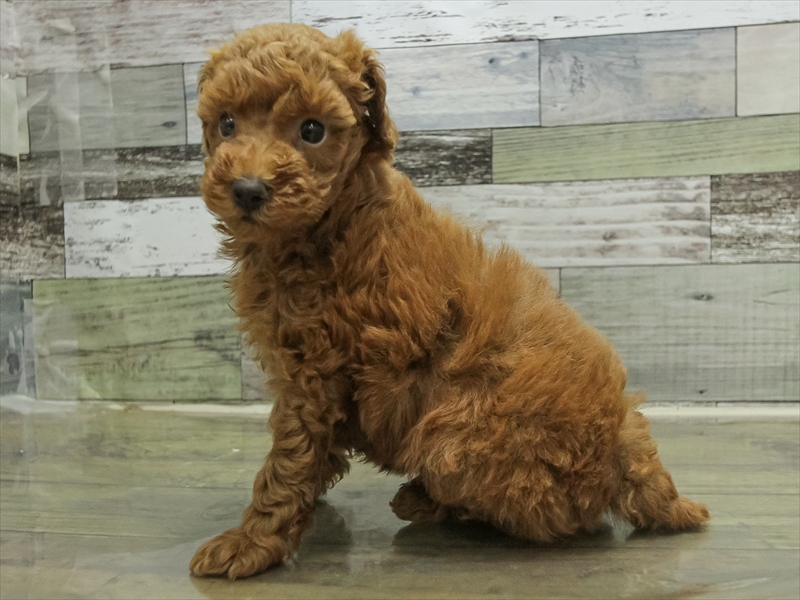 愛知県のトイプードル(トイ) (ワンラブ名古屋守山インター総本店/2025年10月19日生まれ/女の子/レッド)の子犬の2枚目の画像