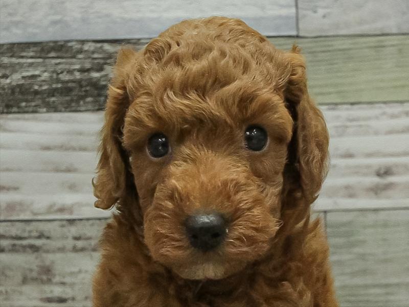 愛知県のトイプードル(トイ) (ワンラブ名古屋守山インター総本店/2025年10月19日生まれ/男の子/レッド)の子犬の1枚目の画像