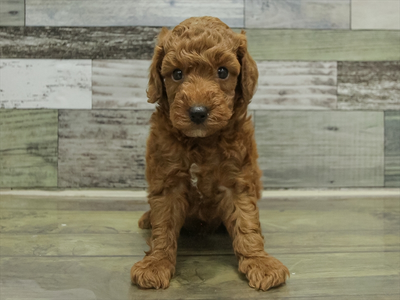 愛知県のトイプードル(トイ) (ワンラブ名古屋守山インター総本店/2025年10月19日生まれ/男の子/レッド)の子犬の3枚目の画像