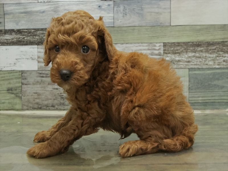 愛知県のトイプードル(トイ) (ワンラブ名古屋守山インター総本店/2025年10月19日生まれ/男の子/レッド)の子犬の2枚目の画像