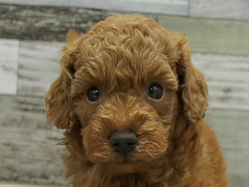 愛知県のトイプードル(トイ) (ワンラブ名古屋守山インター総本店/2025年10月19日生まれ/男の子/レッド)の子犬の1枚目の画像