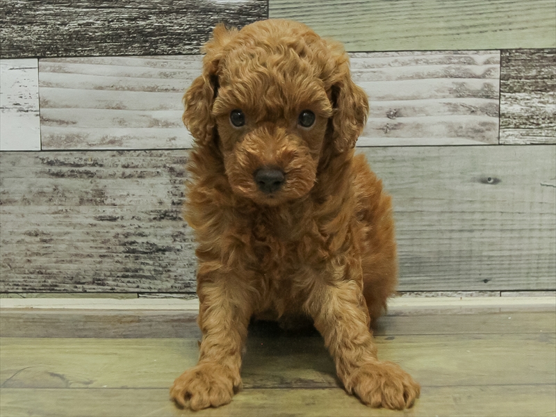 愛知県のトイプードル(トイ) (ワンラブ名古屋守山インター総本店/2025年10月19日生まれ/男の子/レッド)の子犬の3枚目の画像