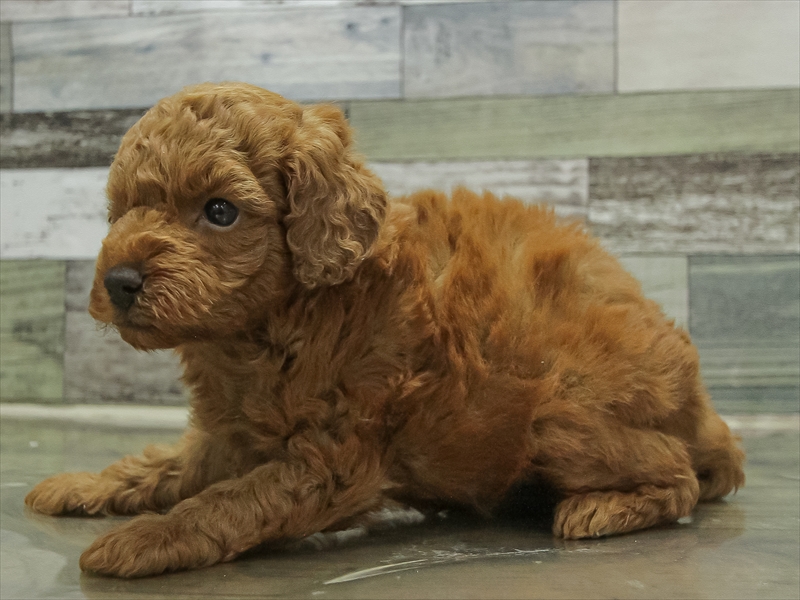 愛知県のトイプードル(トイ) (ワンラブ名古屋守山インター総本店/2025年10月19日生まれ/男の子/レッド)の子犬の2枚目の画像