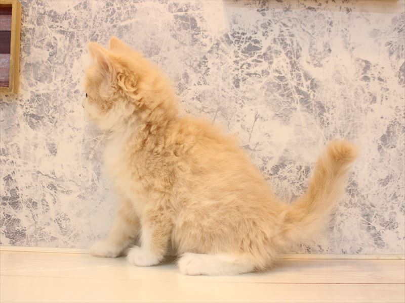 神奈川県のサイベリアン (ワンラブららぽーと海老名店/2025年10月18日生まれ/男の子/カメオタビーホワイト)の子猫の3枚目の画像