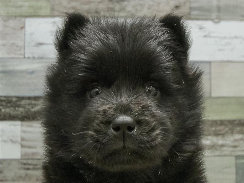 愛知県のチャウチャウ (ワンラブ名古屋守山インター総本店/2025年10月17日生まれ/女の子/ブラック)の子犬の1枚目の画像