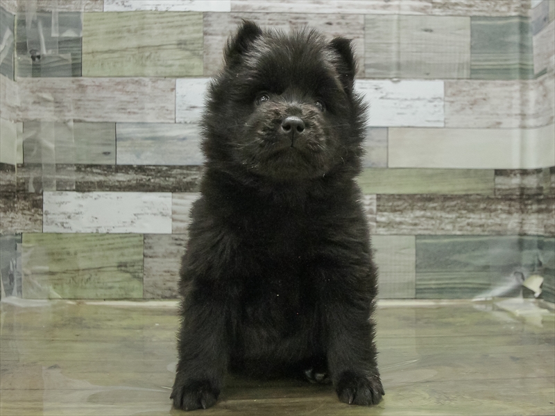 愛知県のチャウチャウ (ワンラブ名古屋守山インター総本店/2025年10月17日生まれ/女の子/ブラック)の子犬の3枚目の画像