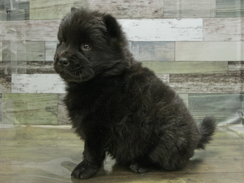 愛知県のチャウチャウ (ワンラブ名古屋守山インター総本店/2025年10月17日生まれ/女の子/ブラック)の子犬の2枚目の画像