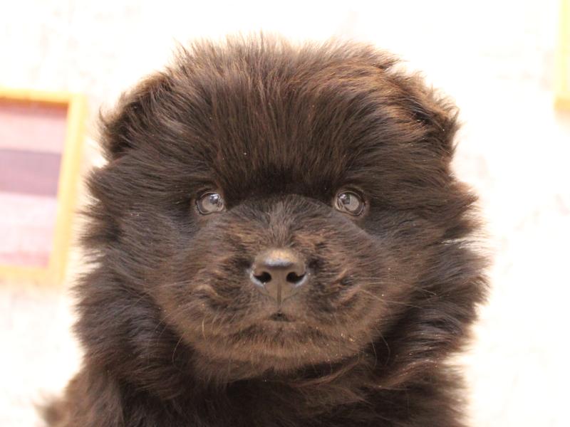 埼玉県のチャウチャウ (ワンラブ埼玉寄居店/2025年10月17日生まれ/男の子/ブラック)の子犬の1枚目の画像