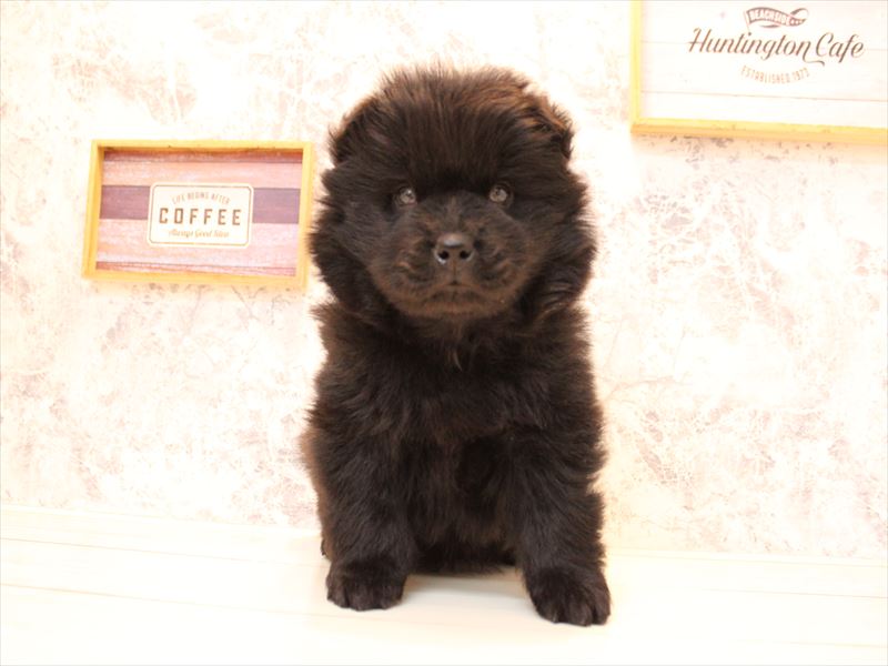 埼玉県のチャウチャウ (ワンラブ埼玉寄居店/2025年10月17日生まれ/男の子/ブラック)の子犬の3枚目の画像