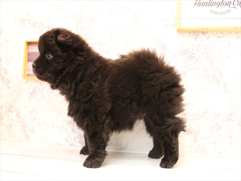 埼玉県のチャウチャウ (ワンラブ埼玉寄居店/2025年10月17日生まれ/男の子/ブラック)の子犬の2枚目の画像