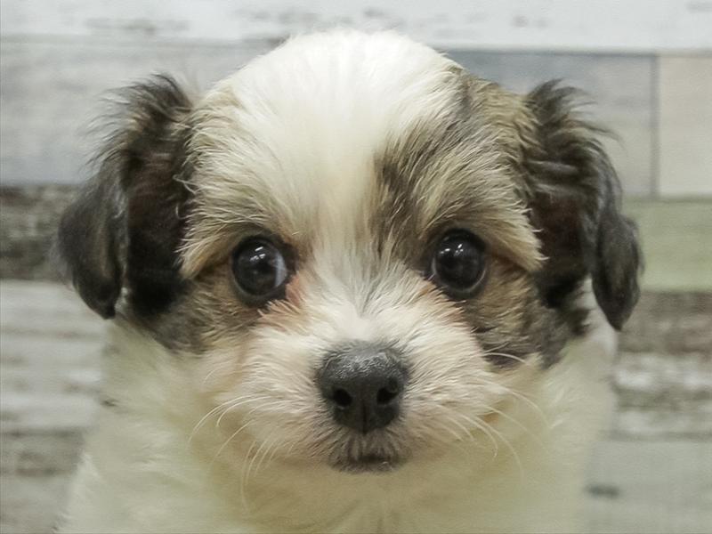 愛知県のハーフ犬・ミックス犬 (ワンラブ名古屋守山インター総本店/2025年10月19日生まれ/男の子/フォーンホワイト)の子犬の1枚目の画像