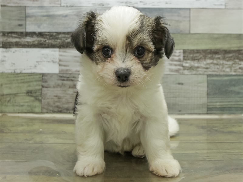 愛知県のハーフ犬・ミックス犬 (ワンラブ名古屋守山インター総本店/2025年10月19日生まれ/男の子/フォーンホワイト)の子犬の3枚目の画像