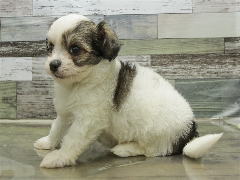 愛知県のハーフ犬・ミックス犬 (ワンラブ名古屋守山インター総本店/2025年10月19日生まれ/男の子/フォーンホワイト)の子犬の2枚目の画像