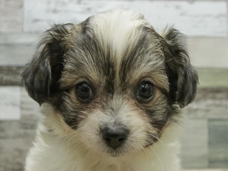 愛知県のハーフ犬・ミックス犬 (ワンラブ名古屋守山インター総本店/2025年10月19日生まれ/男の子/フォーン)の子犬の1枚目の画像