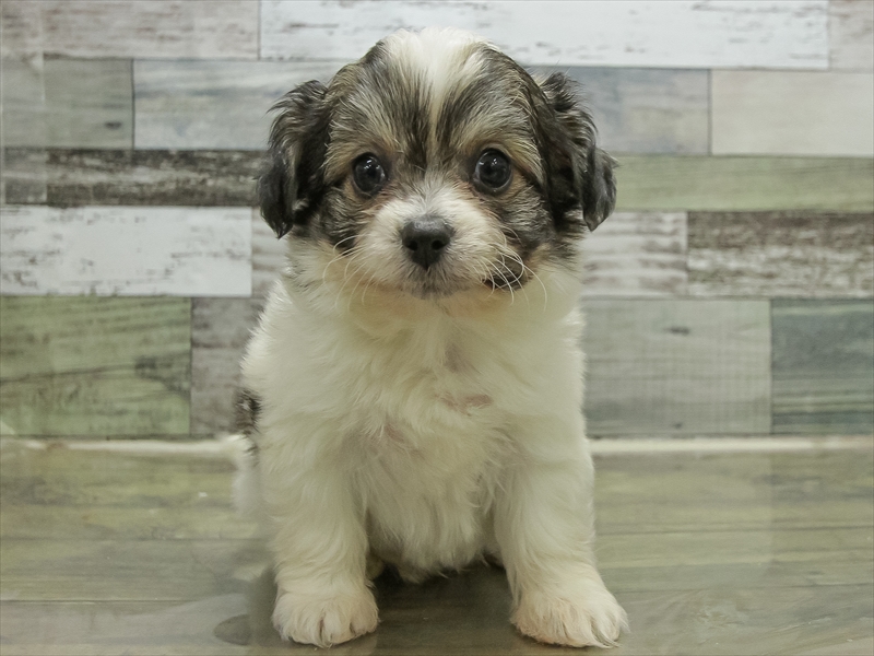 愛知県のハーフ犬・ミックス犬 (ワンラブ名古屋守山インター総本店/2025年10月19日生まれ/男の子/フォーン)の子犬の3枚目の画像