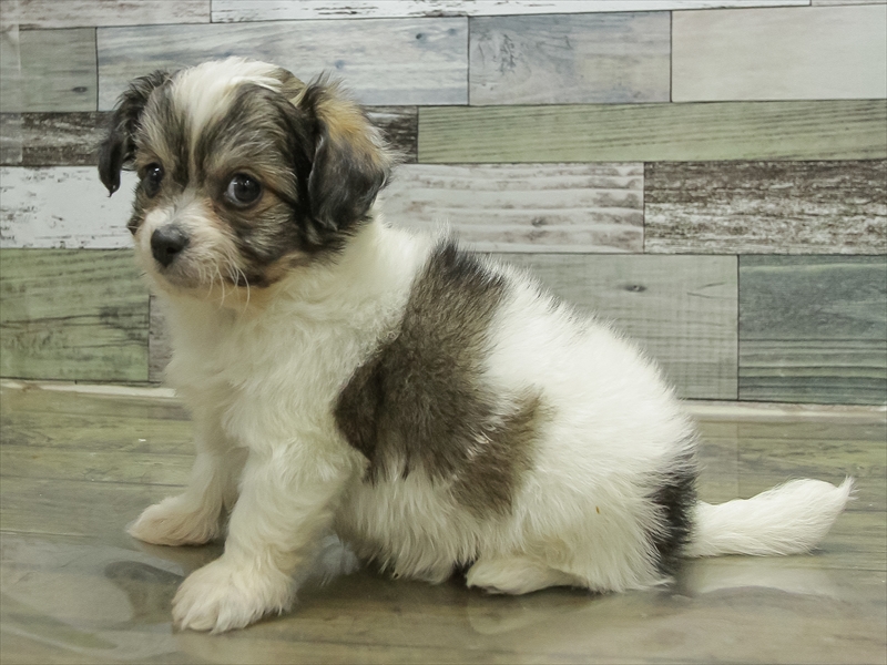 愛知県のハーフ犬・ミックス犬 (ワンラブ名古屋守山インター総本店/2025年10月19日生まれ/男の子/フォーン)の子犬の2枚目の画像