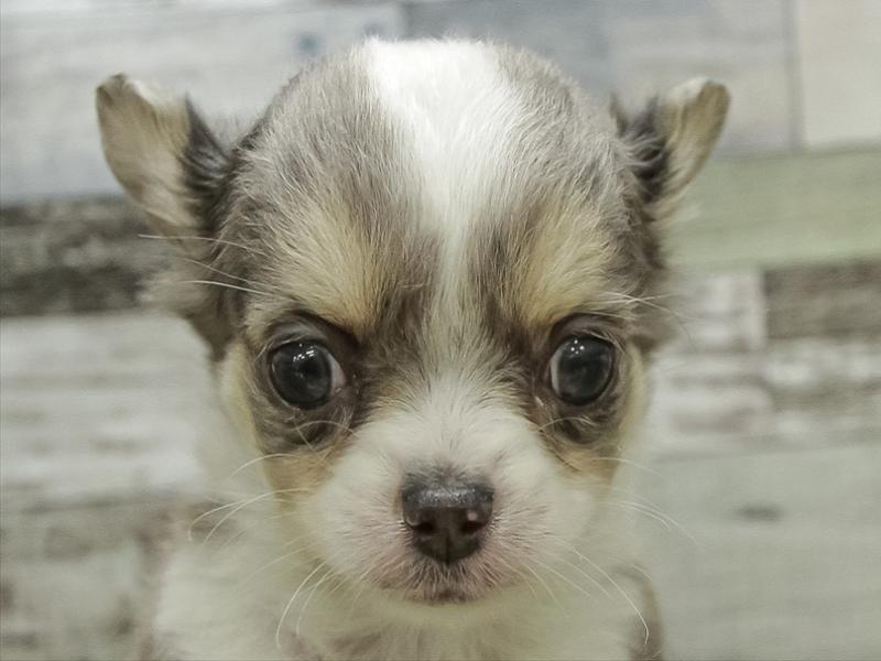 愛知県のチワワ(ロング) (ワンラブ名古屋守山インター総本店/2025年10月18日生まれ/男の子/ブルーマールホワイト)の子犬の1枚目の画像