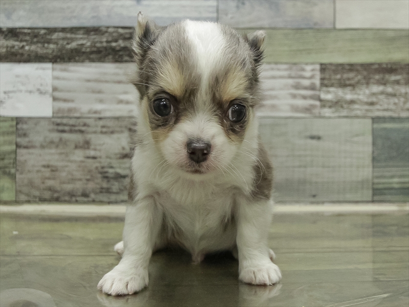 愛知県のチワワ(ロング) (ワンラブ名古屋守山インター総本店/2025年10月18日生まれ/男の子/ブルーマールホワイト)の子犬の3枚目の画像