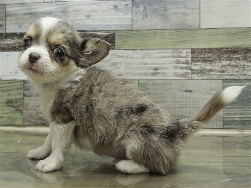 愛知県のチワワ(ロング) (ワンラブ名古屋守山インター総本店/2025年10月18日生まれ/男の子/ブルーマールホワイト)の子犬の2枚目の画像