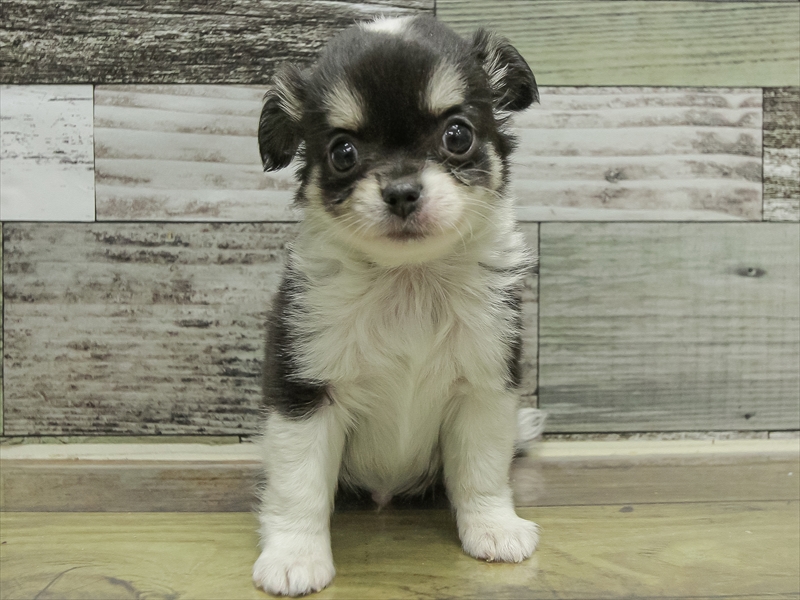 愛知県のチワワ(ロング) (ワンラブ名古屋守山インター総本店/2025年10月18日生まれ/男の子/ブラックタンホワイト)の子犬の3枚目の画像