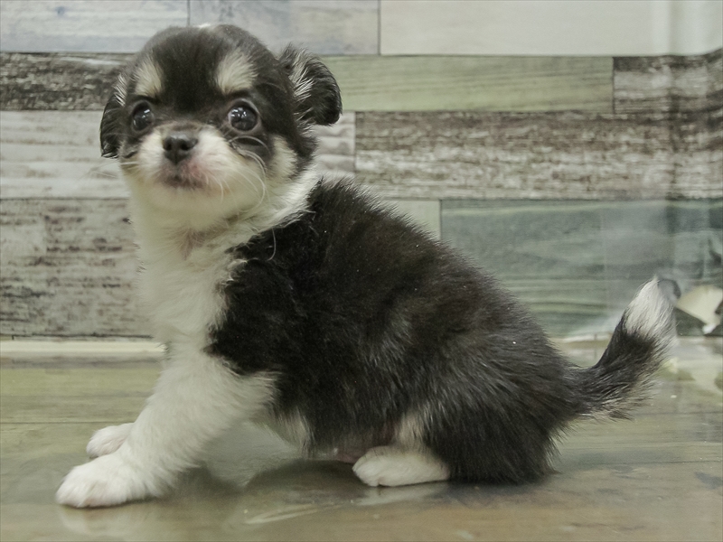 愛知県のチワワ(ロング) (ワンラブ名古屋守山インター総本店/2025年10月18日生まれ/男の子/ブラックタンホワイト)の子犬の2枚目の画像