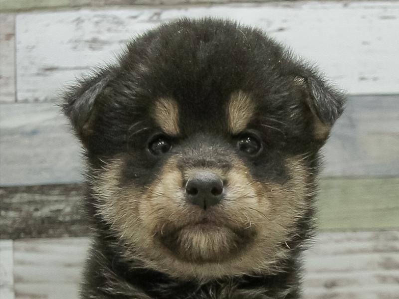 愛知県の豆柴 (ワンラブ名古屋守山インター総本店/2025年10月17日生まれ/男の子/黒)の子犬の1枚目の画像