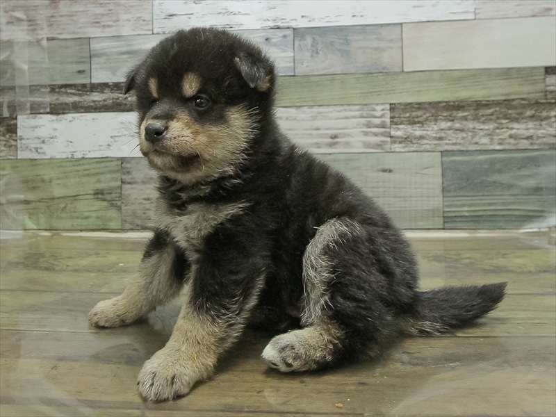 愛知県の豆柴 (ワンラブ名古屋守山インター総本店/2025年10月17日生まれ/男の子/黒)の子犬の2枚目の画像