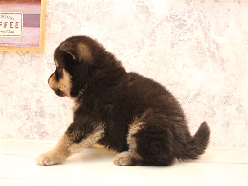 神奈川県の豆柴 (ワンラブCoaska Bayside横須賀店/2025年10月17日生まれ/男の子/黒)の子犬の3枚目の画像
