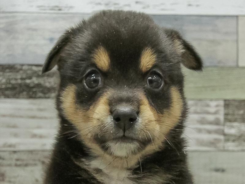 愛知県のチワ柴/柴チワ/チワシバ(チワワ×柴) (ワンラブ名古屋守山インター総本店/2025年10月18日生まれ/男の子/ブラックタン)の子犬の1枚目の画像