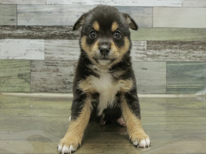 愛知県のチワ柴/柴チワ/チワシバ(チワワ×柴) (ワンラブ名古屋守山インター総本店/2025年10月18日生まれ/男の子/ブラックタン)の子犬の3枚目の画像