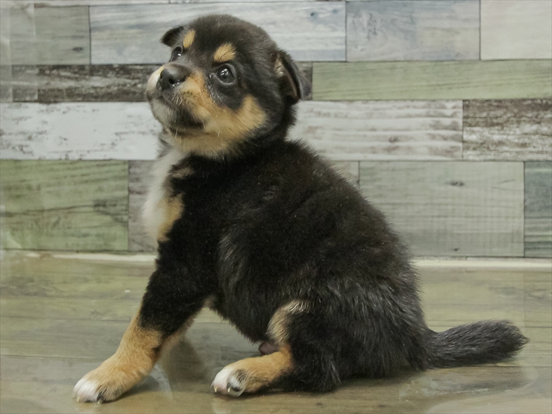 愛知県のチワ柴/柴チワ/チワシバ(チワワ×柴) (ワンラブ名古屋守山インター総本店/2025年10月18日生まれ/男の子/ブラックタン)の子犬の2枚目の画像