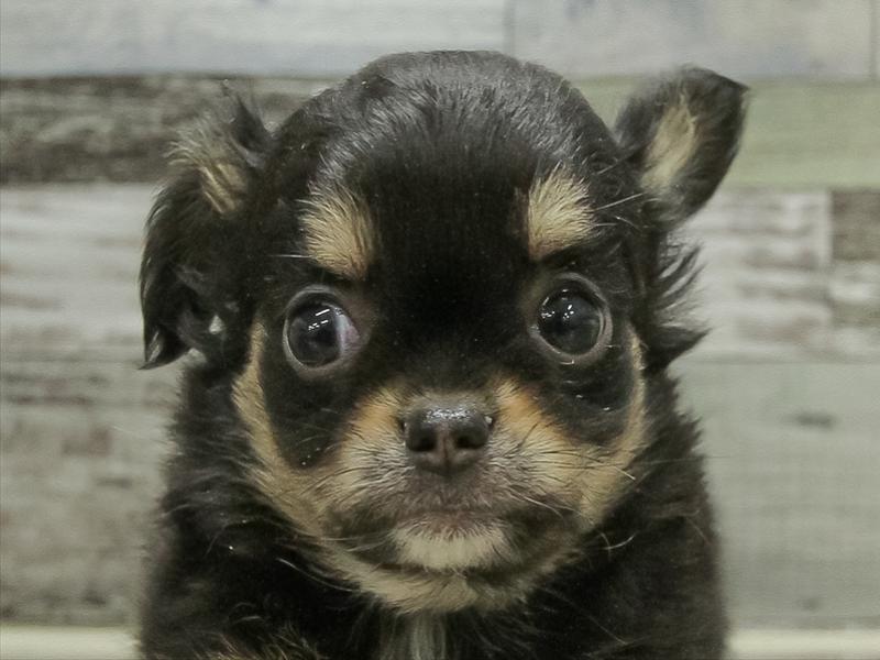 愛知県のチワワ(ロング) (ワンラブ名古屋守山インター総本店/2025年10月18日生まれ/女の子/ブラックタン)の子犬の1枚目の画像