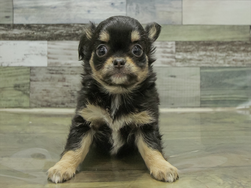 愛知県のチワワ(ロング) (ワンラブ名古屋守山インター総本店/2025年10月18日生まれ/女の子/ブラックタン)の子犬の3枚目の画像