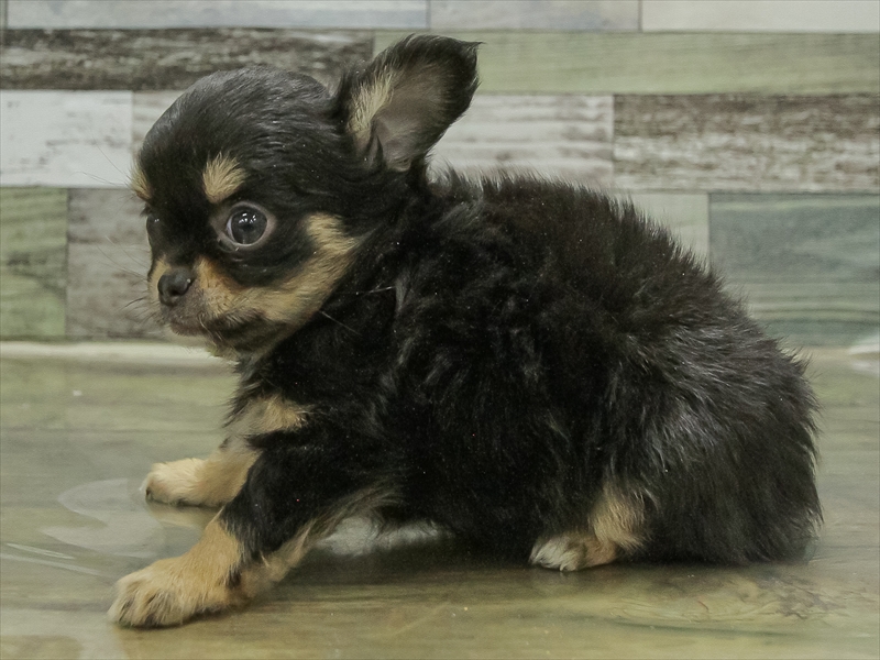 愛知県のチワワ(ロング) (ワンラブ名古屋守山インター総本店/2025年10月18日生まれ/女の子/ブラックタン)の子犬の2枚目の画像