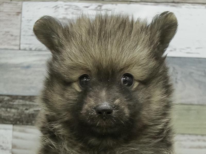 愛知県のポメラニアン (ワンラブ名古屋守山インター総本店/2025年10月17日生まれ/男の子/ウルフセーブル)の子犬の1枚目の画像