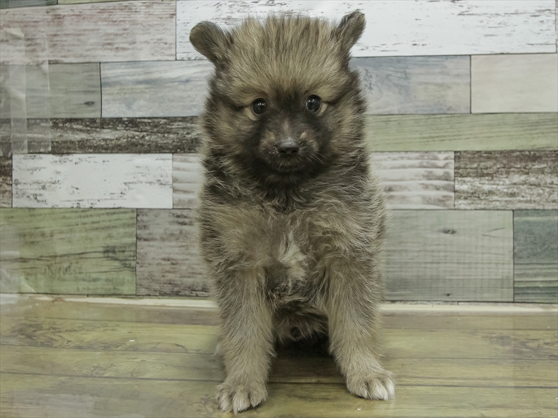 愛知県のポメラニアン (ワンラブ名古屋守山インター総本店/2025年10月17日生まれ/男の子/ウルフセーブル)の子犬の3枚目の画像