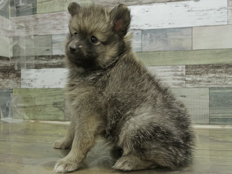 愛知県のポメラニアン (ワンラブ名古屋守山インター総本店/2025年10月17日生まれ/男の子/ウルフセーブル)の子犬の2枚目の画像