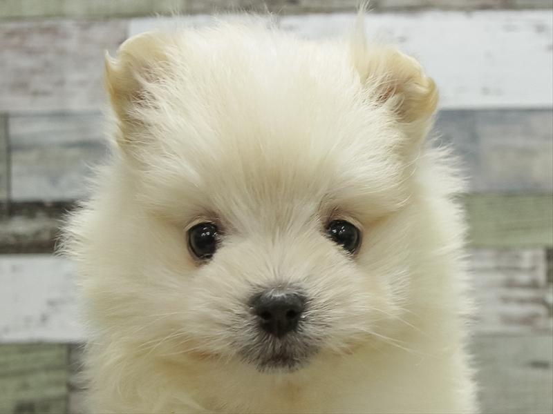 愛知県のポメマル/マルポメ(ポメラニアン×マルチーズ) (ワンラブ名古屋守山インター総本店/2025年10月18日生まれ/女の子/ホワイト)の子犬の1枚目の画像