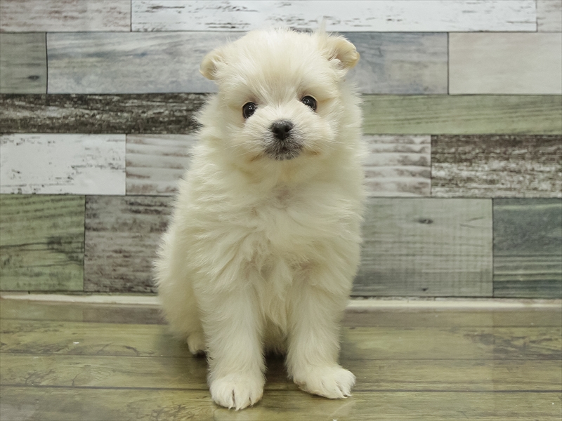 愛知県のポメマル/マルポメ(ポメラニアン×マルチーズ) (ワンラブ名古屋守山インター総本店/2025年10月18日生まれ/女の子/ホワイト)の子犬の3枚目の画像