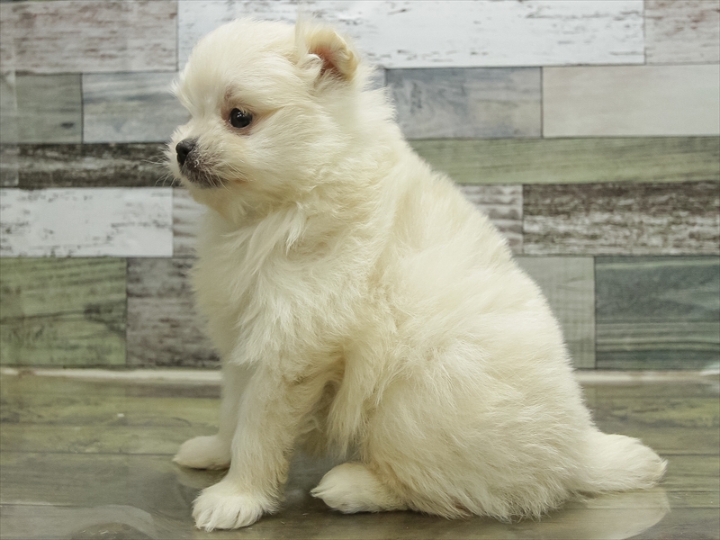 愛知県のポメマル/マルポメ(ポメラニアン×マルチーズ) (ワンラブ名古屋守山インター総本店/2025年10月18日生まれ/女の子/ホワイト)の子犬の2枚目の画像